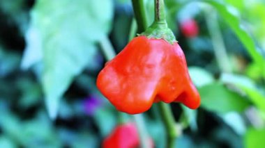 Bishop tacı, Capsicum baccatum, Noel çanı, Joker şapkası veya biber.