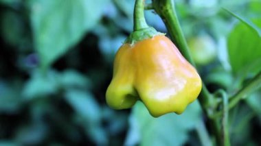 Bishop tacı, Capsicum baccatum, Noel çanı, Joker şapkası veya biber.