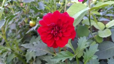  Güzel Dahlia Pinnata Çiçek Görüntüsü