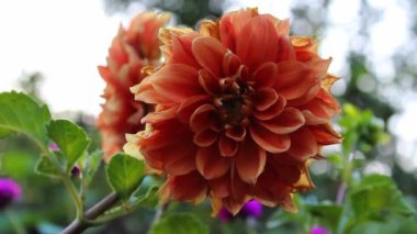  Güzel Dahlia Pinnata Çiçek Görüntüsü