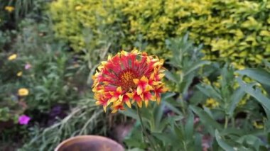 Saffron devedikeni veya Carthamus lanatus