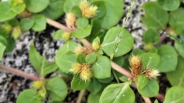 Alternanthera pungens kunth veya Khaaki ot görüntüsü