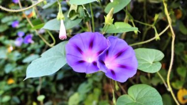 Ipomoea purpurea ya da Morning Glory mor çiçekleri