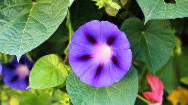 Ipomoea purpurea ya da Morning Glory mor çiçekleri