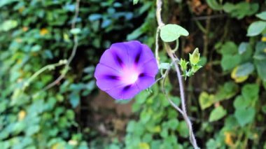 Ipomoea purpurea ya da Morning Glory mor çiçekleri
