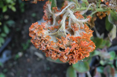 celosia cristata, Crested Cock's comb or Amaranth clipart