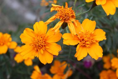 Tagetes patula veya Signet marigold