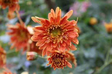 Kasımpatı, kaşık anneleri ya da kasımpatılar.