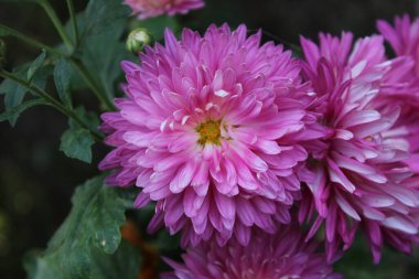 Kasımpatı, kaşık anneleri ya da kasımpatılar.