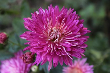 Kasımpatı, kaşık anneleri ya da kasımpatılar.