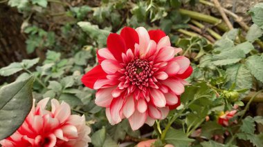 Güzel Dahlia Pinnata çiçekleri