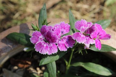 Dianthus, Çin Pembesi veya Karanfil Çiçeği