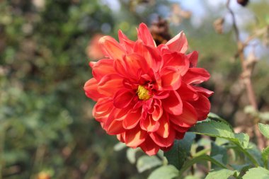 Güzel Dahlia Pinnata çiçekleri