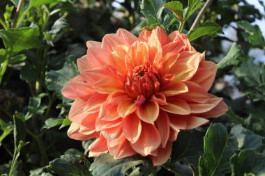 Güzel Dahlia Pinnata çiçekleri