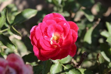 Yaz bahçesinin gül çiçekleri