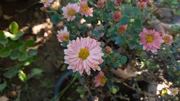 Imágenes de primeras flores libres de .. Imágenes de primeras flores libres de ..