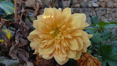 The Beautiful Dahlia Pinnata flowers clipart