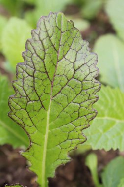 Red Giant Mustard or Brassica Juncea green leaves and plants  clipart