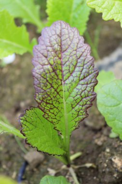 Red Giant Mustard or Brassica Juncea green leaves and plants  clipart