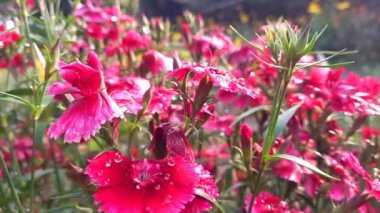 Yeşil bahçede kırmızı taze karanfil çiçekleri