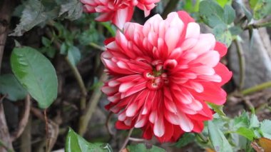  Güzel Dahlia Pinnata Çiçek Görüntüsü