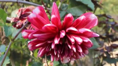  Güzel Dahlia Pinnata Çiçek Görüntüsü