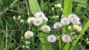 Kıllı bir pire yaban bitkisi 