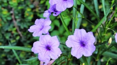 Petunya, Grandiflora, Hedgiflora, Multiflora, Mor Pembe Çiçekler