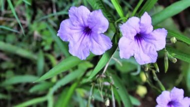 Petunya, Grandiflora, Hedgiflora, Multiflora, Mor Pembe Çiçekler