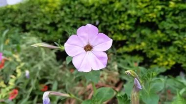 Petunya, Grandiflora, Hedgiflora, Multiflora, Mor Pembe Çiçekler