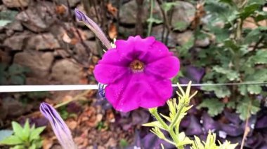 Petunya, Grandiflora, Hedgiflora, Multiflora, Mor Pembe Çiçekler