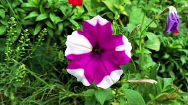Petunya, Grandiflora, Hedgiflora, Multiflora, Mor Pembe Çiçekler