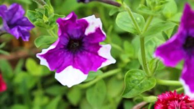 Petunya, Grandiflora, Hedgiflora, Multiflora, Mor Pembe Çiçekler