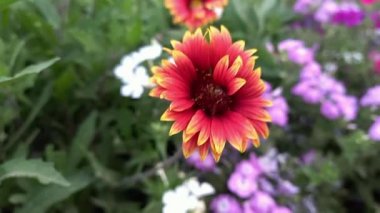 Saffron devedikeni veya Carthamus lanatus