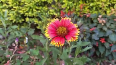 Saffron devedikeni veya Carthamus lanatus