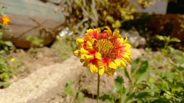Saffron devedikeni veya Carthamus lanatus