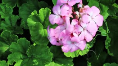  sardunyalar ya da Cranesbills bahçe çiçekleri