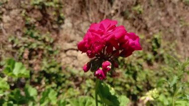  sardunyalar ya da Cranesbills bahçe çiçekleri