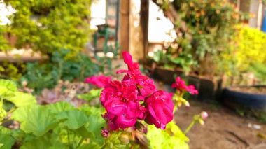  sardunyalar ya da Cranesbills bahçe çiçekleri