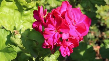  sardunyalar ya da Cranesbills bahçe çiçekleri
