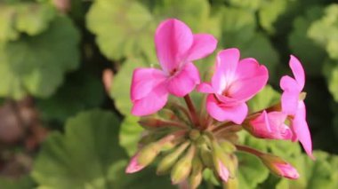  sardunyalar ya da Cranesbills bahçe çiçekleri