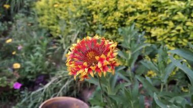Saffron devedikeni veya Carthamus lanatus
