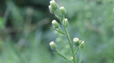 Kıllı bir pire yaban bitkisi 