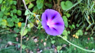 Ipomoea purpurea ya da Morning Glory mor çiçekleri