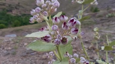 Calotropis Procera Sapling ya da Dev Samanotu bitkileri ve çiçekleri bir tepe ya da dağ bölgesinde