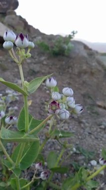 Calotropis Procera Sapling ya da Dev Samanotu bitkileri ve çiçekleri bir tepe ya da dağ bölgesinde