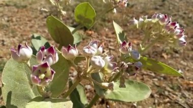 Calotropis Procera Sapling ya da Dev Samanotu bitkileri ve çiçekleri bir tepe ya da dağ bölgesinde