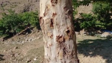Aşağıdan yukarıya akçaağaç