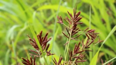 Cyperus longus, Galingale veya fındık çimi görüntüleri kapatın