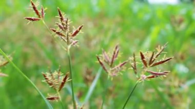 Cyperus longus, Galingale veya fındık çimi görüntüleri kapatın
